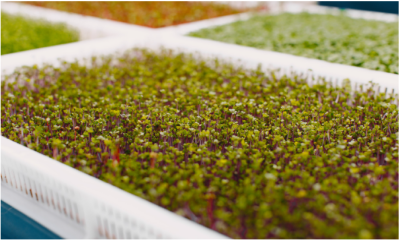 Geen tuin? Geen probleem. Zo begin je een Vertical Farm