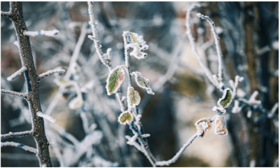 Voorbereiding op de winter: zo bescherm je je tuin en zaden na een natte herfst
