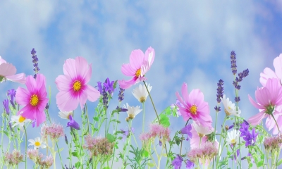 Zaaikalender bloemen: welke maand welke bloemen zaaien?