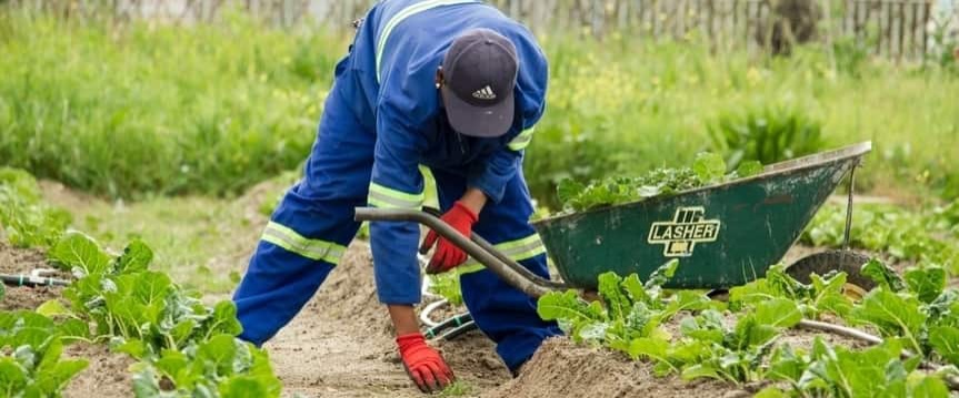 Hoe maak je je moestuin klaar voor de winter?