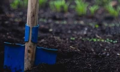 Hoe maak je je moestuin klaar voor de winter?