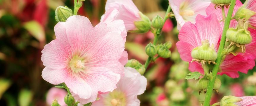 Fleur je tuin op met deze bloemzaden