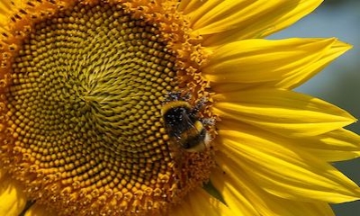 Zonnebloemen zaaien: stappenplan | hoe ga je te werk?