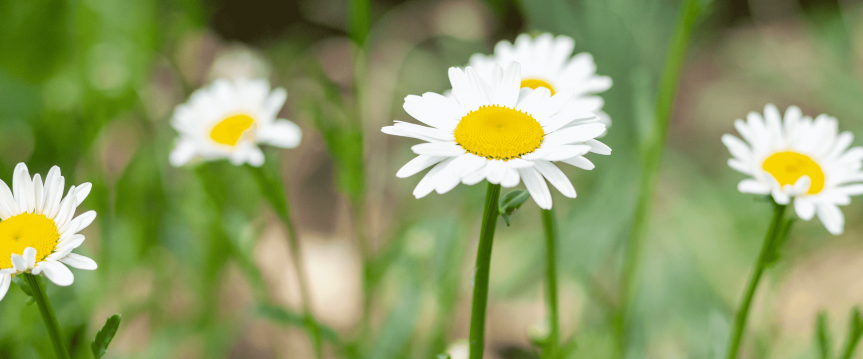 Haal de lente de tuin in met paasbloemen