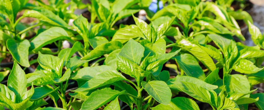 Courgette, pompoen en suikermais: je zaait ze in juni!