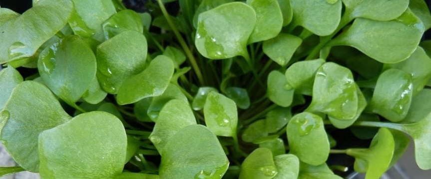 Genieten van gezonde bladgroente? Start met het zaaien van winterpostelein