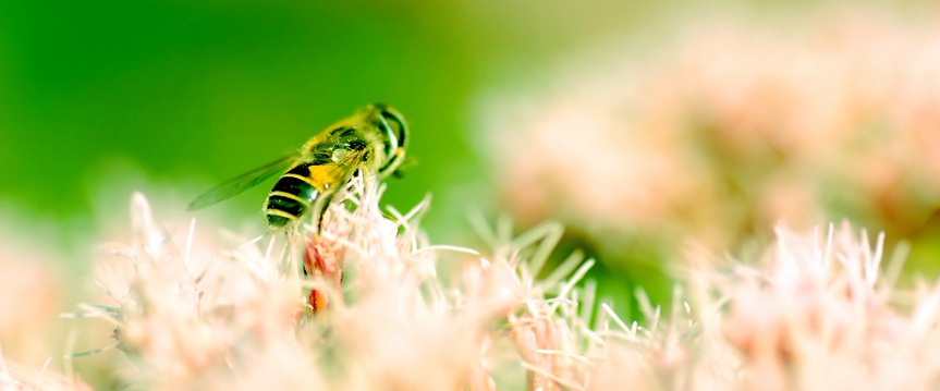 Biologische zaden en bloemen voor bijen: maak je tuin insectenvriendelijk!