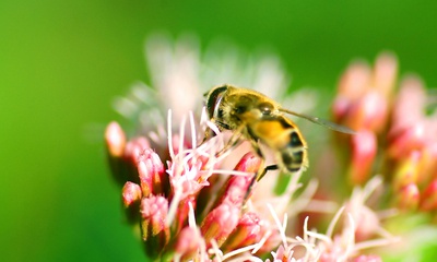 Biologische zaden en bloemen voor bijen: maak je tuin insectenvriendelijk!