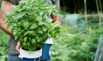 Wat komt er allemaal kijken bij het verzorgen en stekken van basilicum?