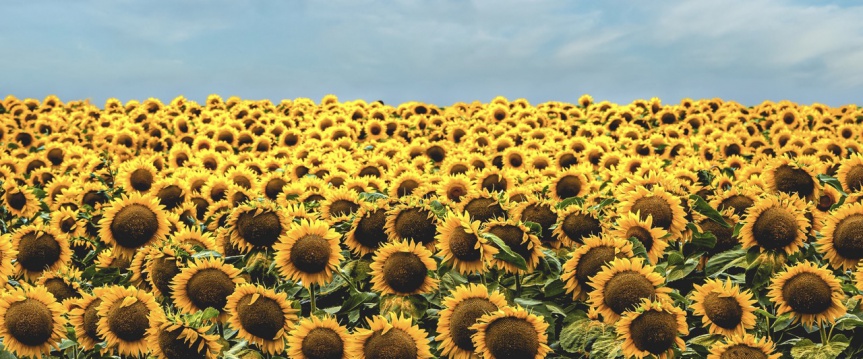 Ontdek de eindeloze opties met de zonnebloem (en haar pitten)