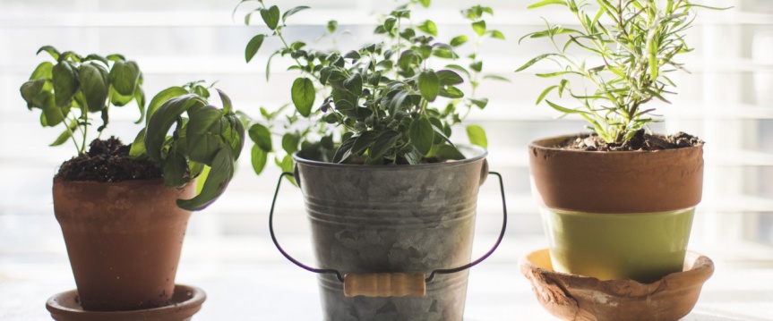 Moestuin op de vensterbank: zo pak je dat aan