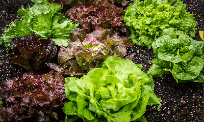 Maak een teeltplan voor je moestuin