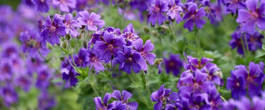 Voorkom onkruid met de bloeiende bodembedekkers Geranium en Salie