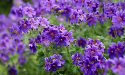 Voorkom onkruid met de bloeiende bodembedekkers Geranium en Salie