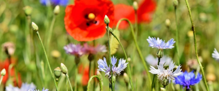 Maak van je tuin een bloemenweide