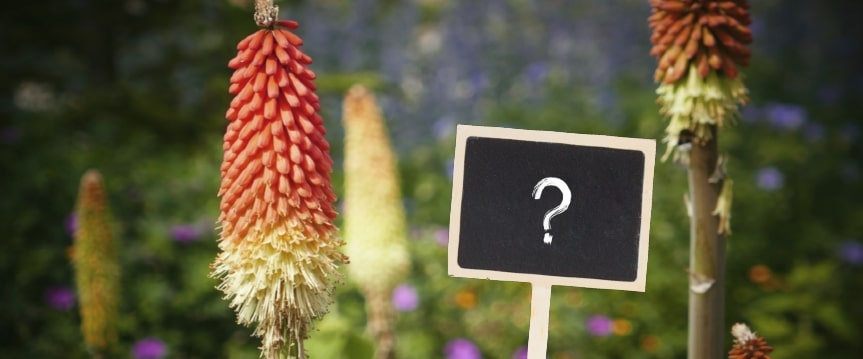 Vergroot je woordenschat met onze plantennamenquiz!