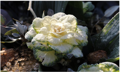 December in de moestuin: wat kun je verwachten?