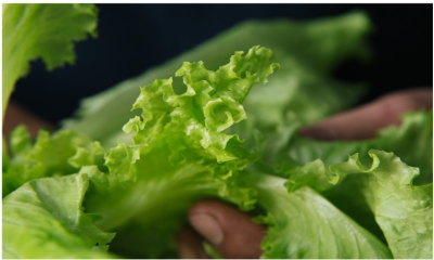 Sla binnen voorzaaien, hoe doe je dat? | Stappenplan