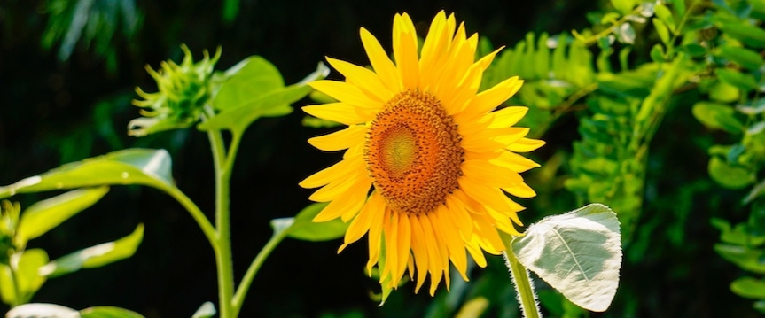 Zonnebloemen zaaien: stappenplan | hoe ga je te werk?