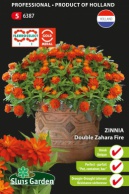 Zinnia Zahara Fire double