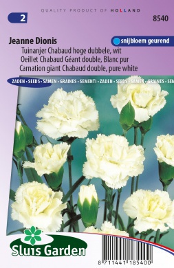 Tuinanjer Chabaud hoge dubbele Jeanne Dionis, wit
