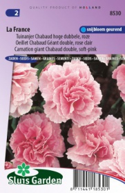 Tuinanjer Chabaud hoge dubbele La France, roze