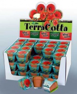 Terracotta showdoos Klaproos 60 stuks