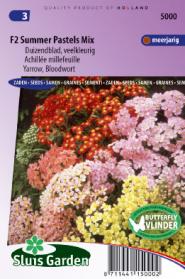 Duizendblad Summer Pastels F2 mix (Achillea)