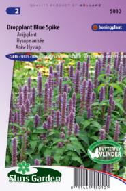 Dropplant Blue Spike (Agastache)