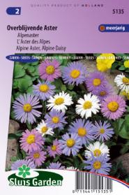 Aster overblijvende gemengd (Alpenaster)