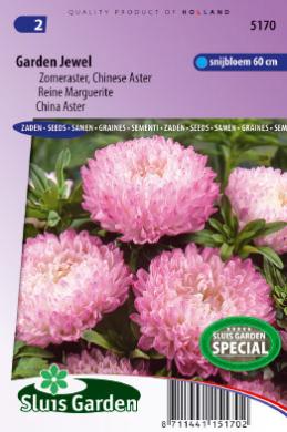 Aster Garden Jewel Rose (Zomeraster)