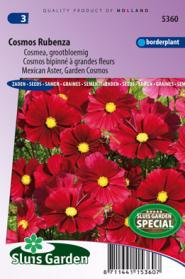 Cosmos Rubenza Fleuroselect Novelty