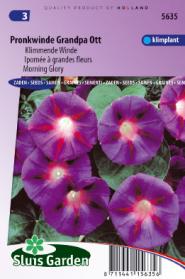 Klimmende Winde Grandpa Ott (Ipomoea)