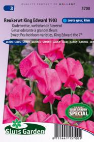 Reukerwt King Edward the 7th 1903 (Lathyrus)