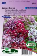 Vlambloem Summer Showers Mix (Phlox)