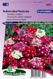 Verbena Ideal Florist mix