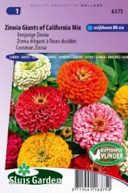 Zinnia Reuzen van California Mix