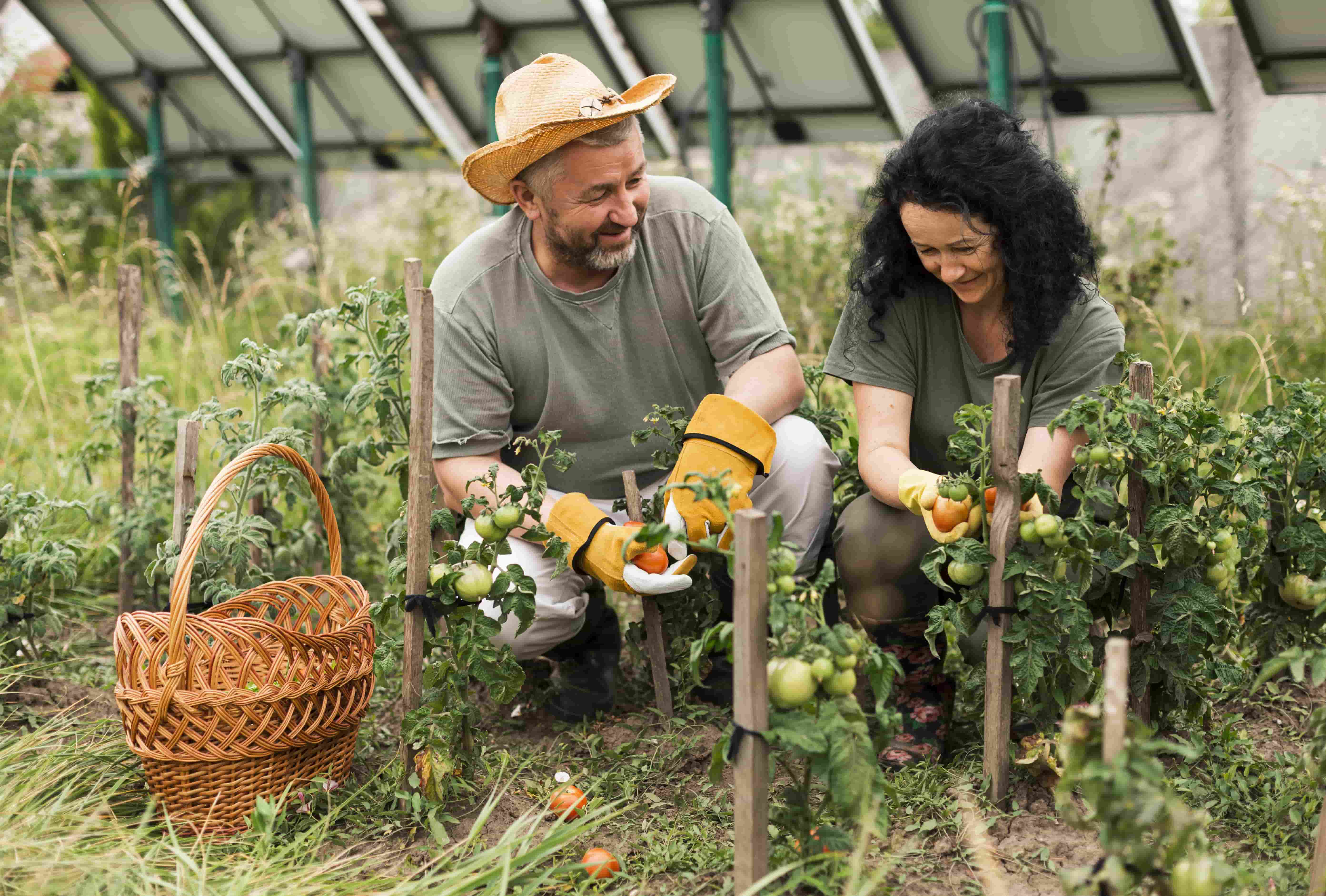 Moestuin