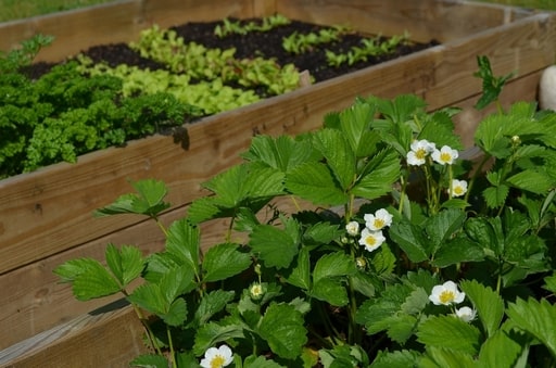 aardbeien kweken in kweekbak