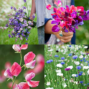 Verschillende soorten bloemen