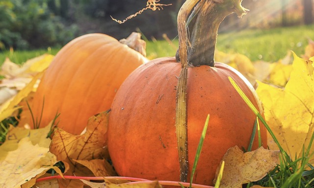 Pompoenen tussen herfstbladeren