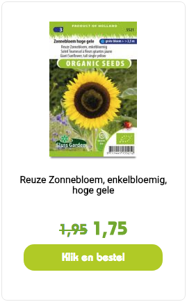 Reuze zonnebloem hoge gele