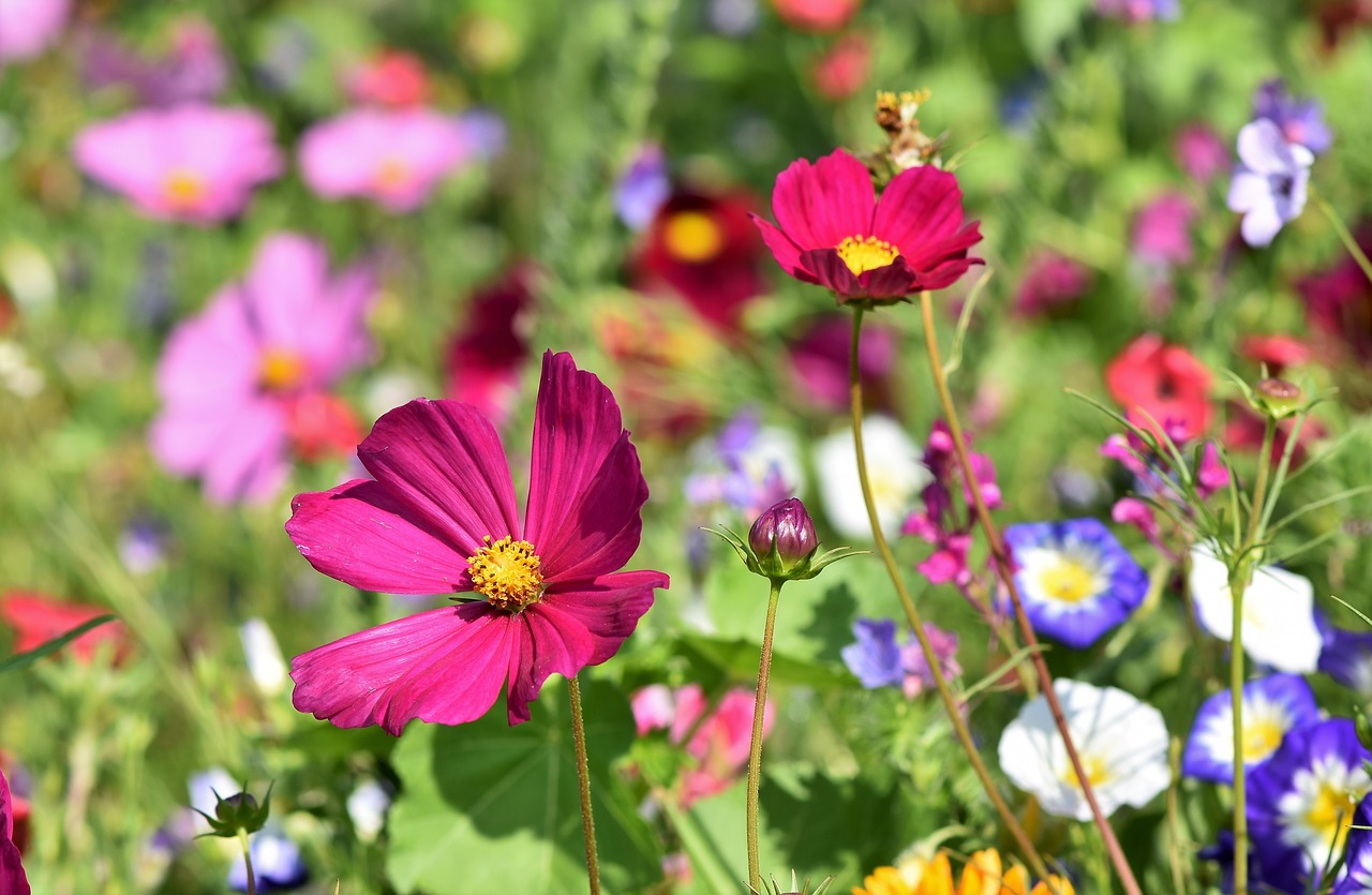 Kleurrijke bloemen