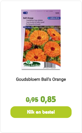 goudsbloem balls orange