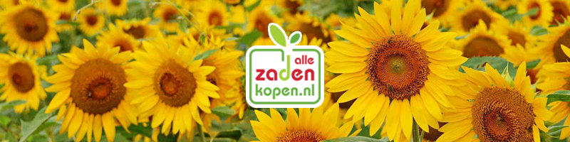 Zonnebloemzaadjes kopen