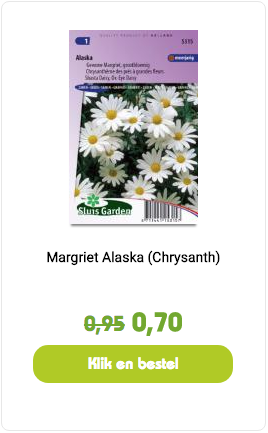 margriet alaska chrysant