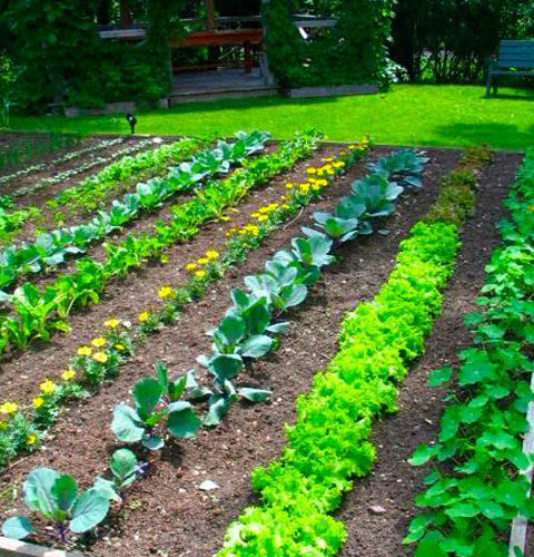 Moestuin populairder dan ooit