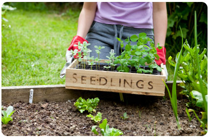 Matron noedels restjes Waarom is de moestuin zo populair? - Alle Zaden Kopen