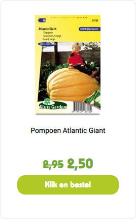 Pompoen Atlantic Giant