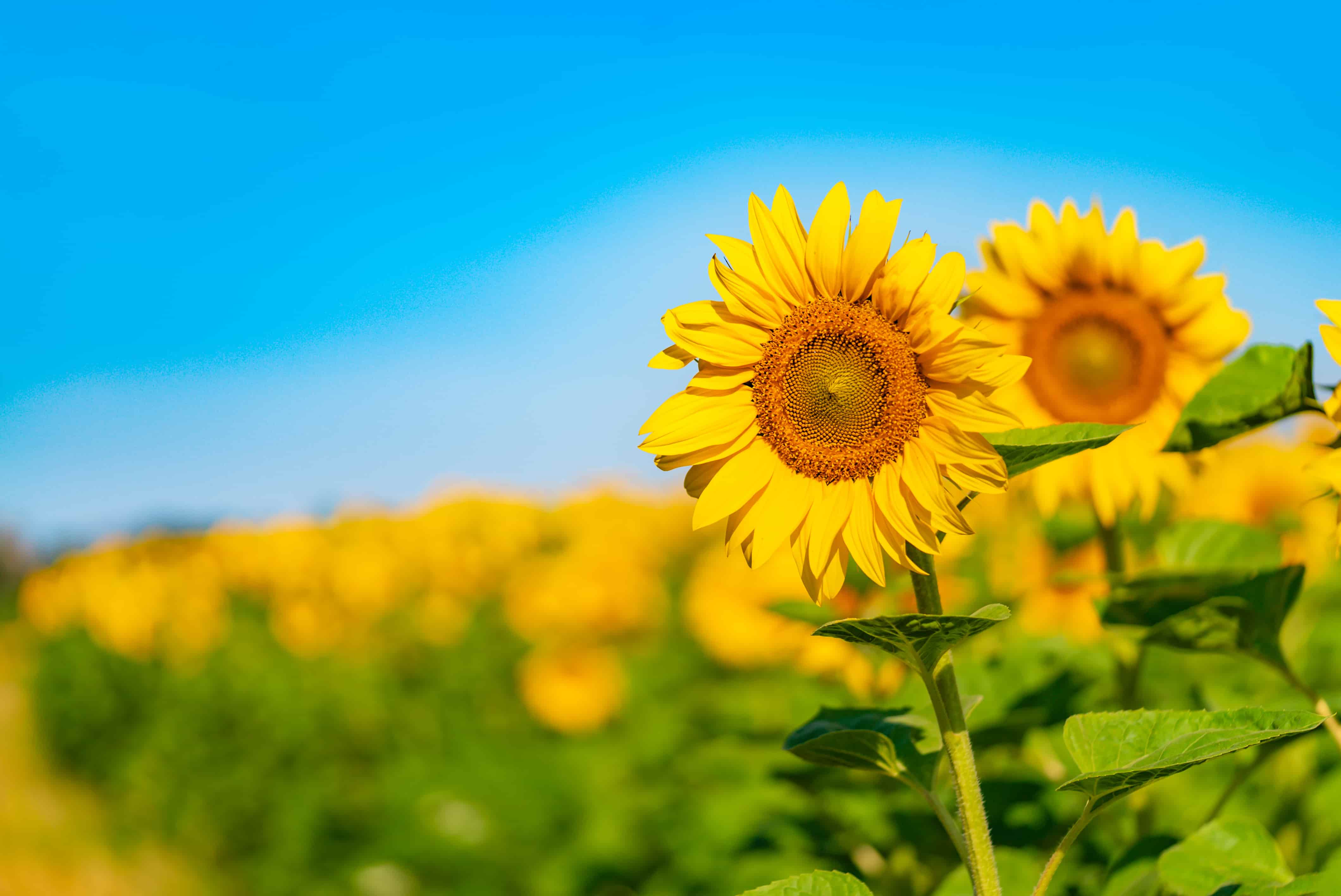 Zonnebloemen in het veld